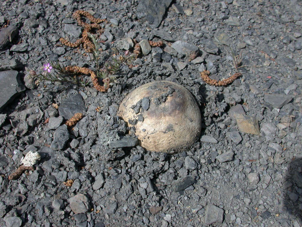 Arriva con il caldo...   QUIZ